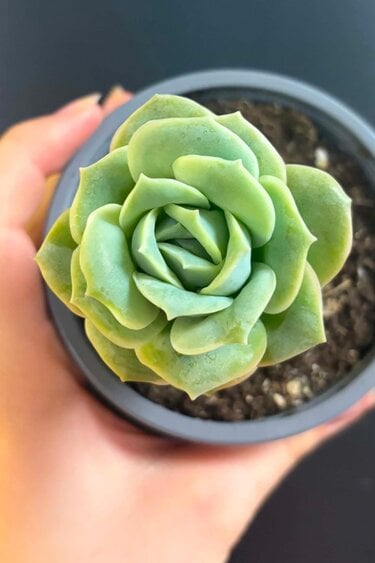 Magazoo Graptoveria 'Lovely Rose' Plant 9cm