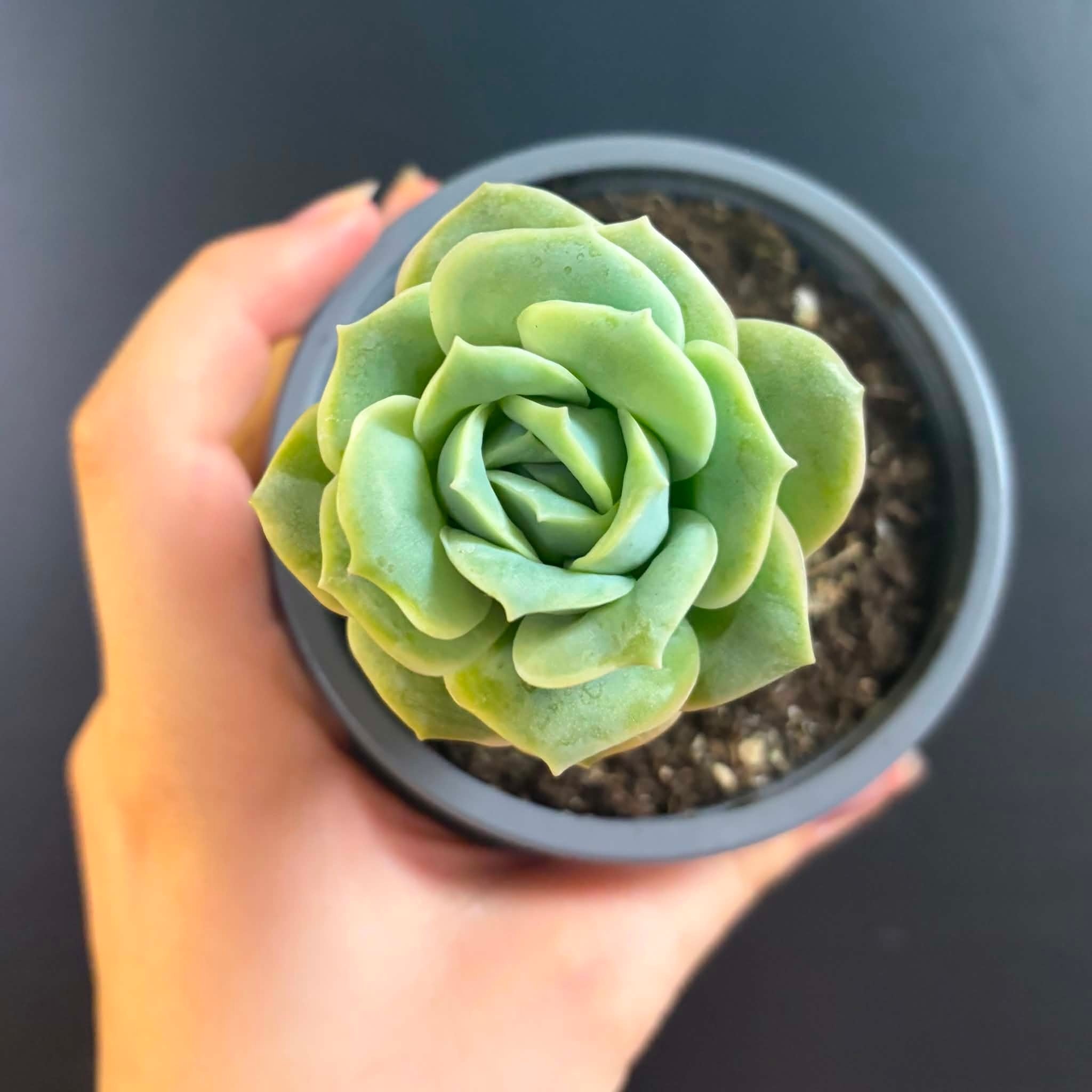 Magazoo Plante Graptoveria 'Lovely Rose' 9cm