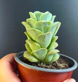 Magazoo Plante Graptoveria 'Lovely Rose' 9cm