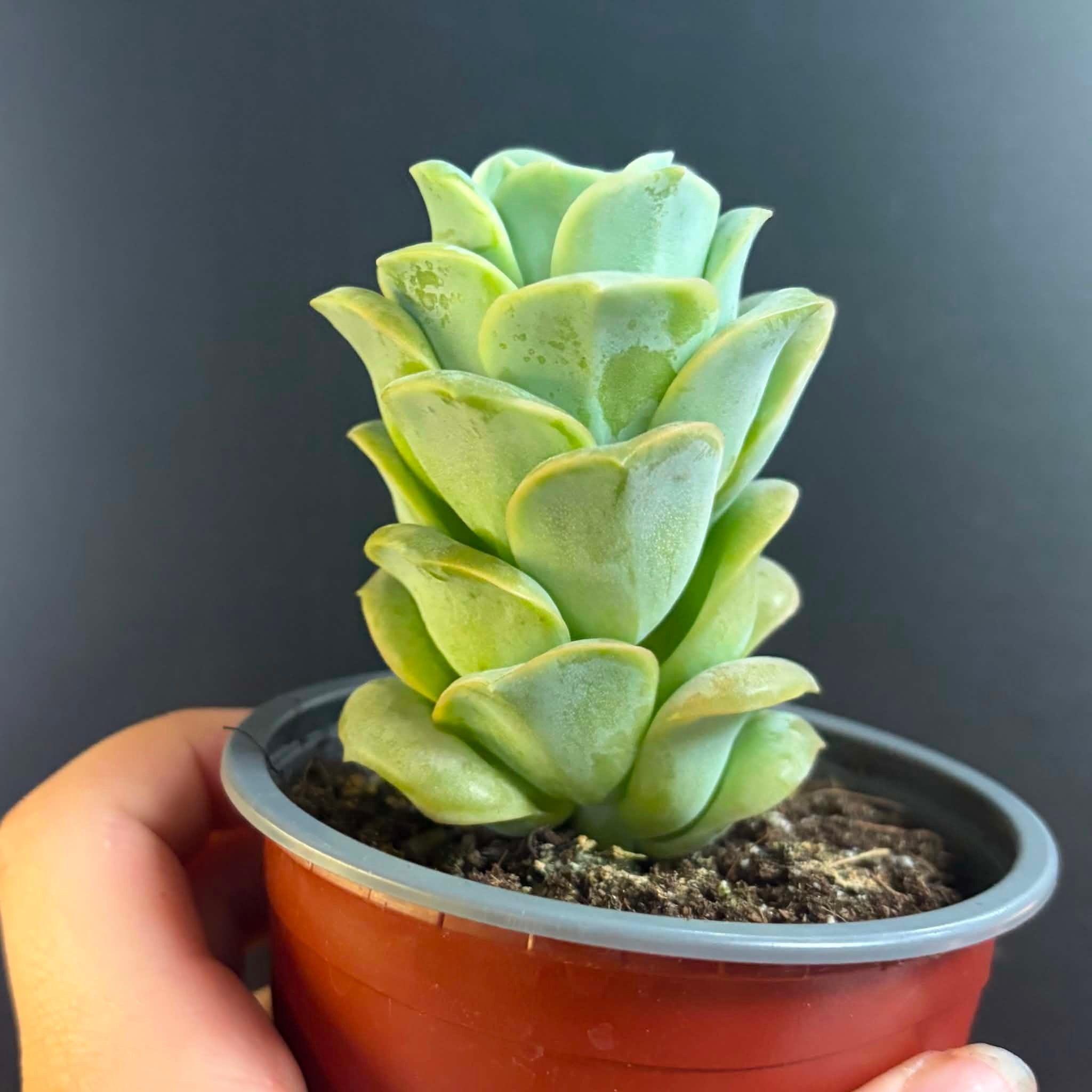 Magazoo Plante Graptoveria 'Lovely Rose' 9cm
