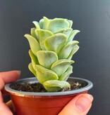 Magazoo Plante Graptoveria 'Lovely Rose' 9cm