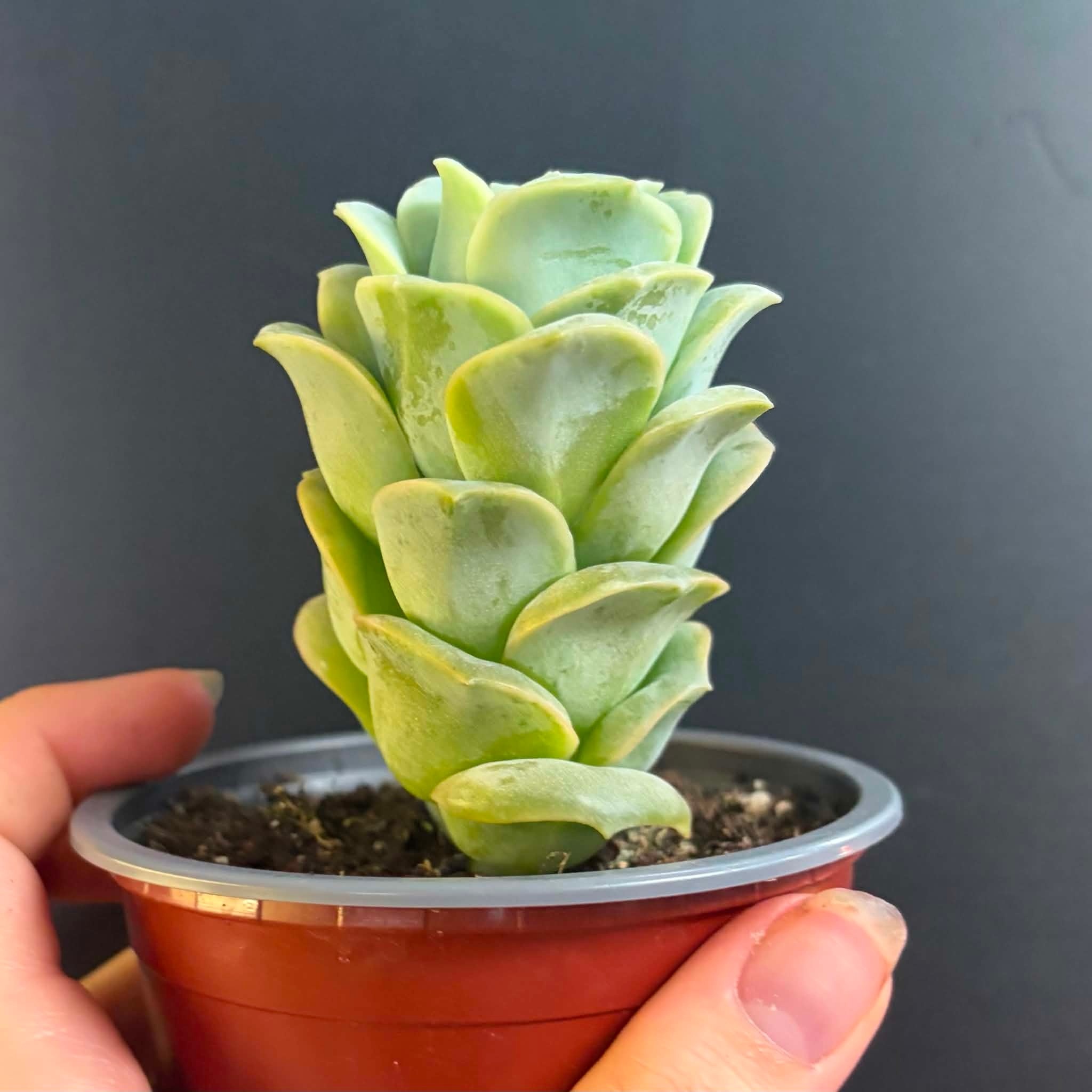 Magazoo Graptoveria 'Lovely Rose' Plant 9cm