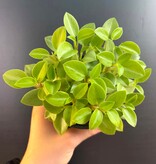 Magazoo Peperomia Orbea 'Pixie Lime' Variegata Plant 10cm
