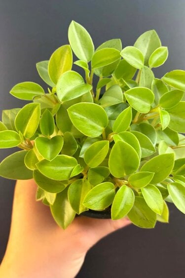 Magazoo Peperomia Orbea 'Pixie Lime' Variegata Plant 10cm