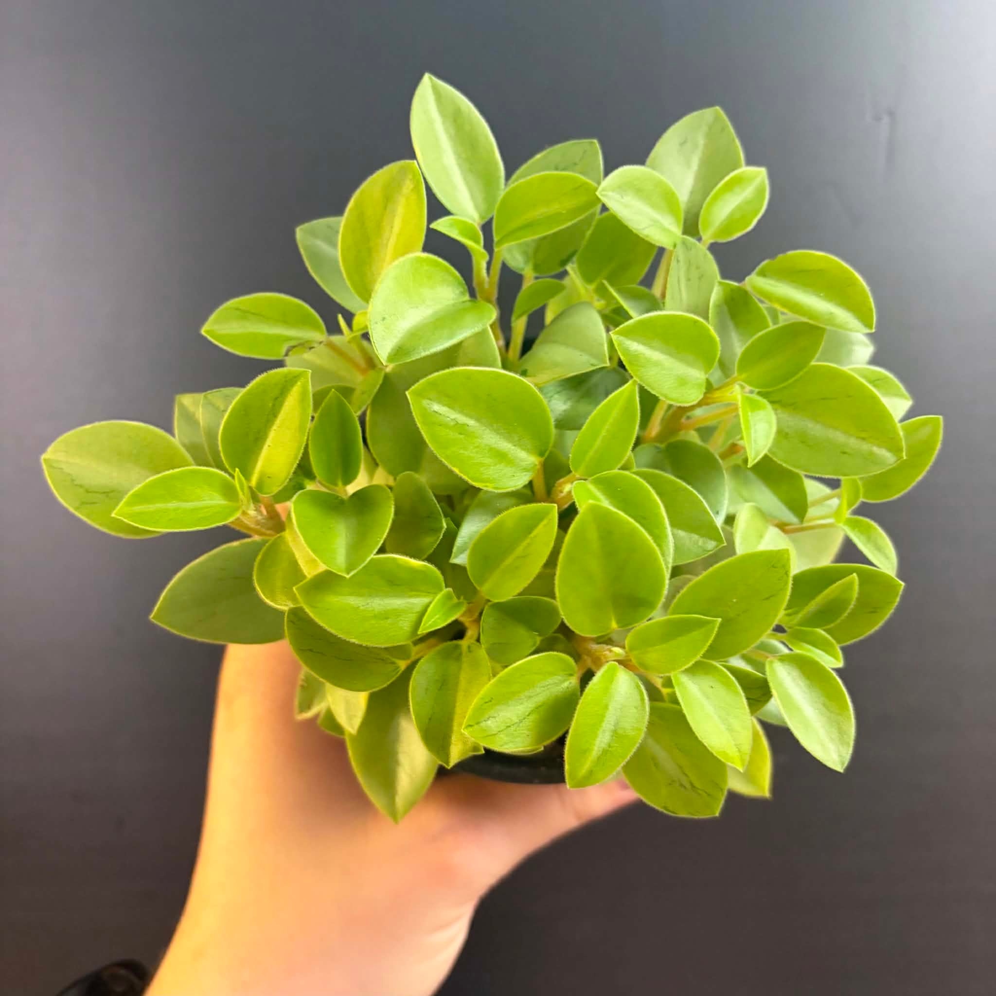 Magazoo Plante Peperomia Orbea 'Pixie Lime' Variegata  10cm