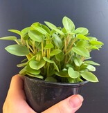 Magazoo Peperomia Orbea 'Pixie Lime' Variegata Plant 10cm