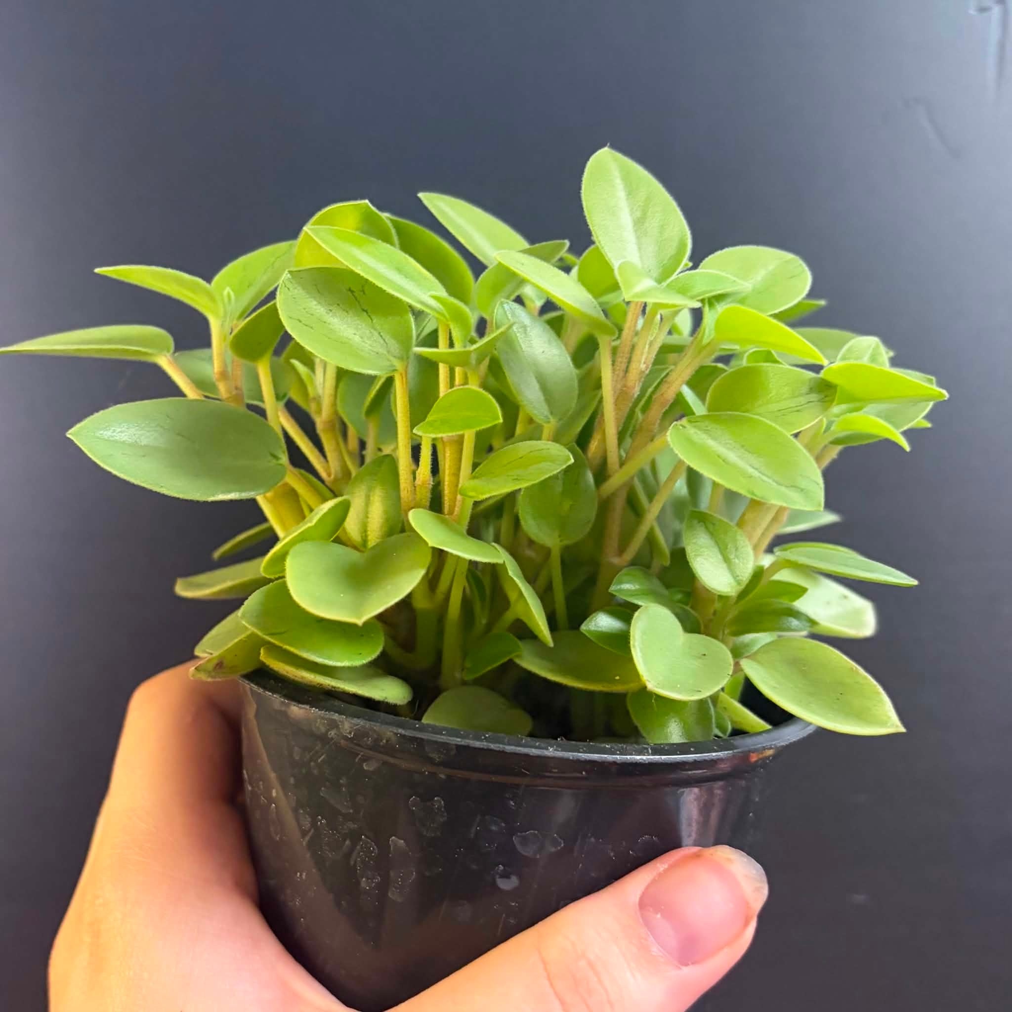 Magazoo Plante Peperomia Orbea 'Pixie Lime' Variegata  10cm