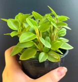 Magazoo Peperomia Orbea 'Pixie Lime' Variegata Plant 10cm