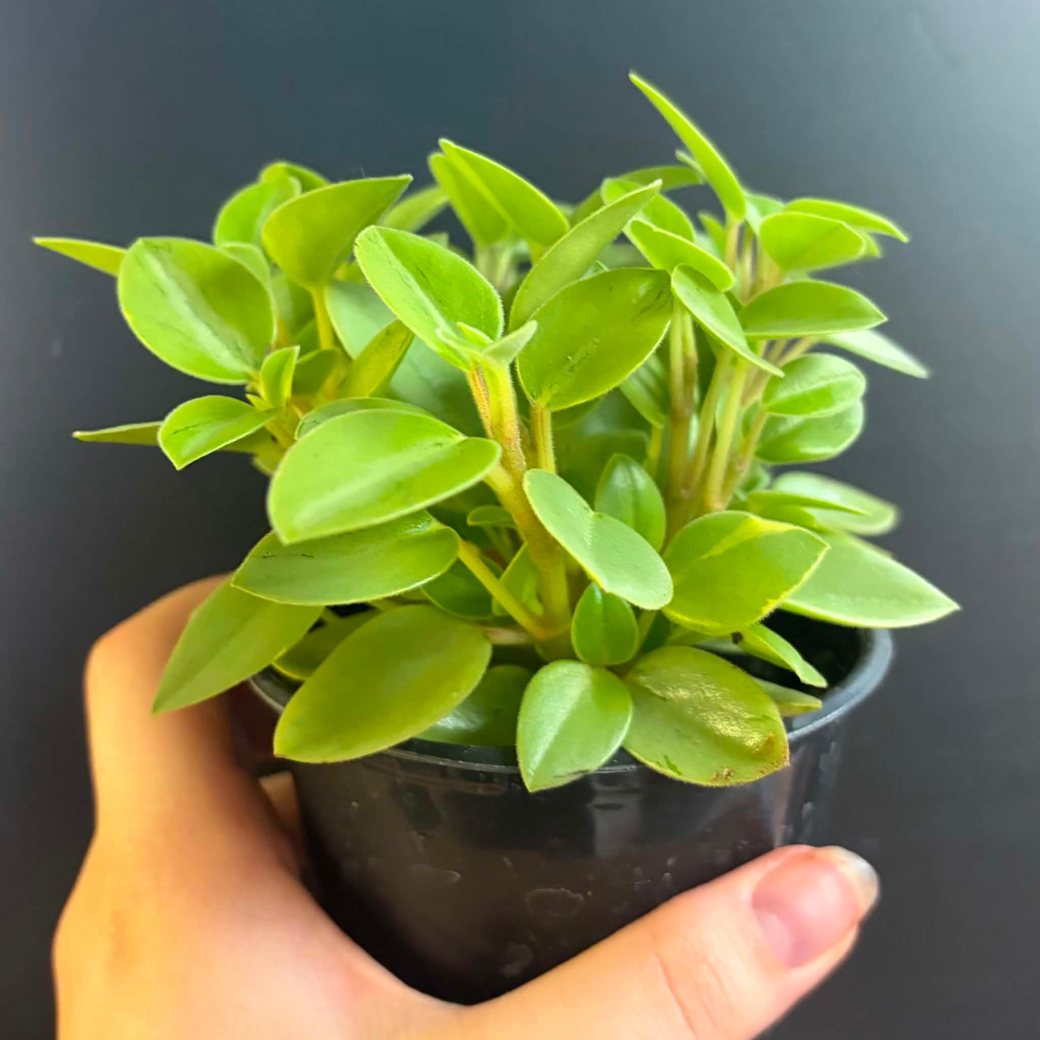 Magazoo Plante Peperomia Orbea 'Pixie Lime' Variegata  10cm