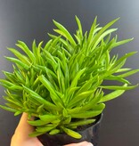 Magazoo Plante Peperomia Ferreyrae 'Happy Bean' | Pépéromia Haricot 10cm