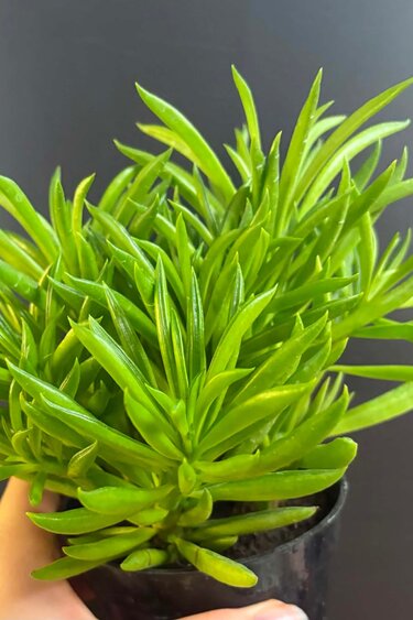 Magazoo Plante Peperomia Ferreyrae 'Happy Bean' | Pépéromia Haricot 10cm