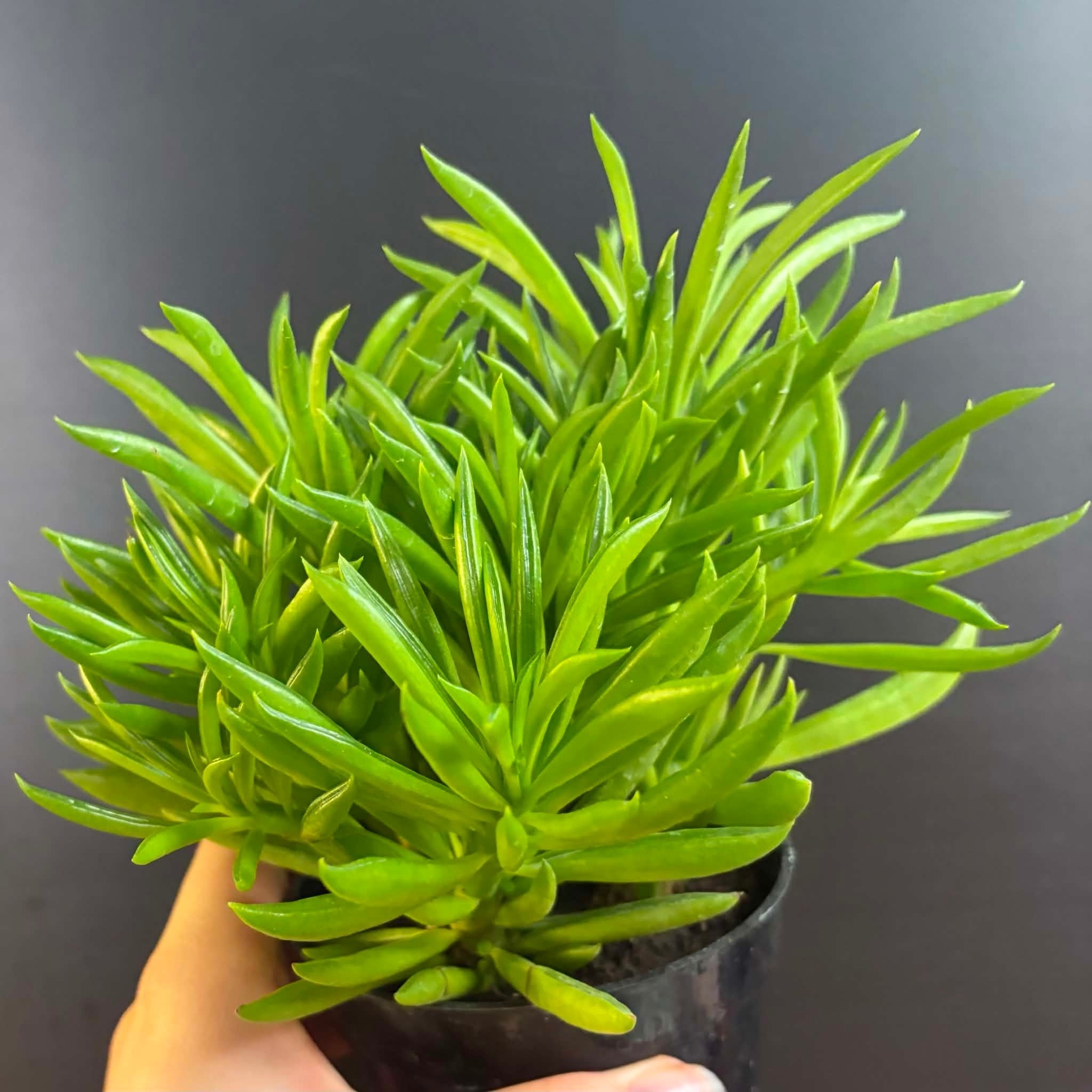 Magazoo Plante Peperomia Ferreyrae 'Happy Bean' | Pépéromia Haricot 10cm