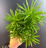Magazoo Plante Peperomia Ferreyrae 'Happy Bean' | Pépéromia Haricot 10cm
