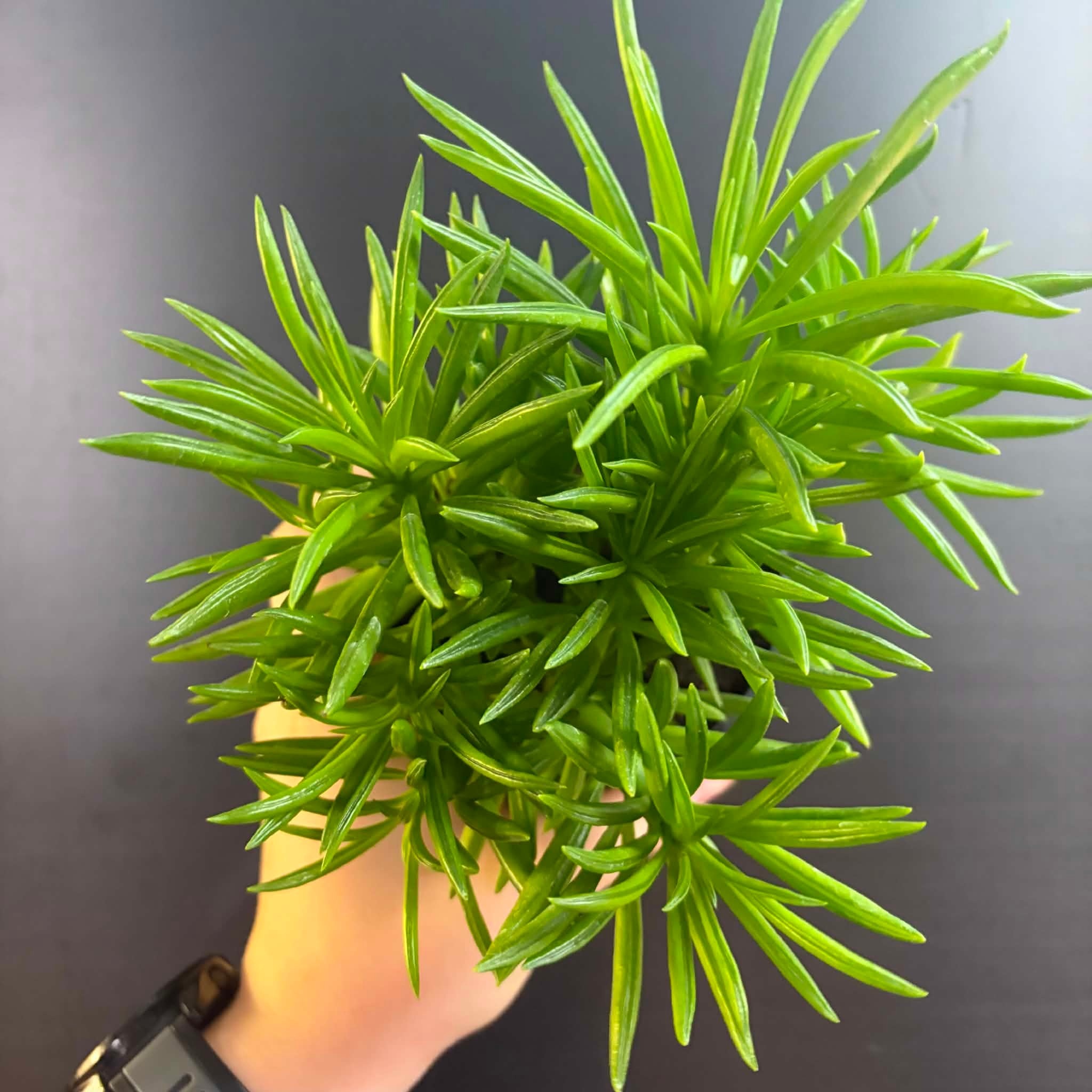 Magazoo Plante Peperomia Ferreyrae 'Happy Bean' | Pépéromia Haricot 10cm