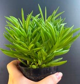 Magazoo Peperomia Ferreyrae 'Happy Bean' Plant | Peperomia Bean 10cm