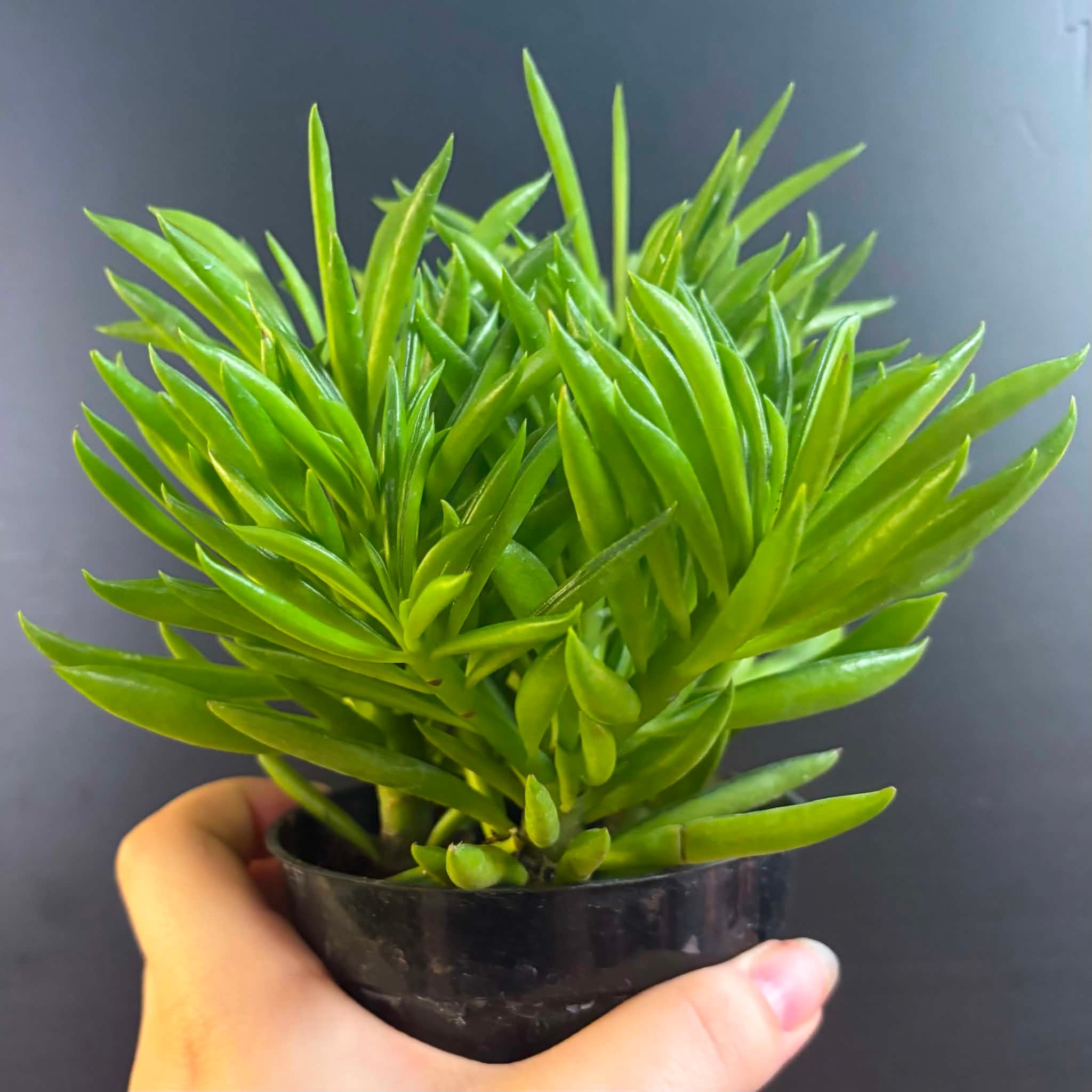 Magazoo Peperomia Ferreyrae 'Happy Bean' Plant | Peperomia Bean 10cm