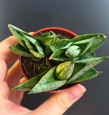 Magazoo Plante Sansevieria Cylindrica 'Starfish' | Snake Plant
