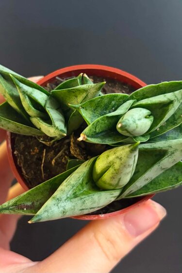 Magazoo Sansevieria Cylindrica 'Starfish' Plant | Snake Plant