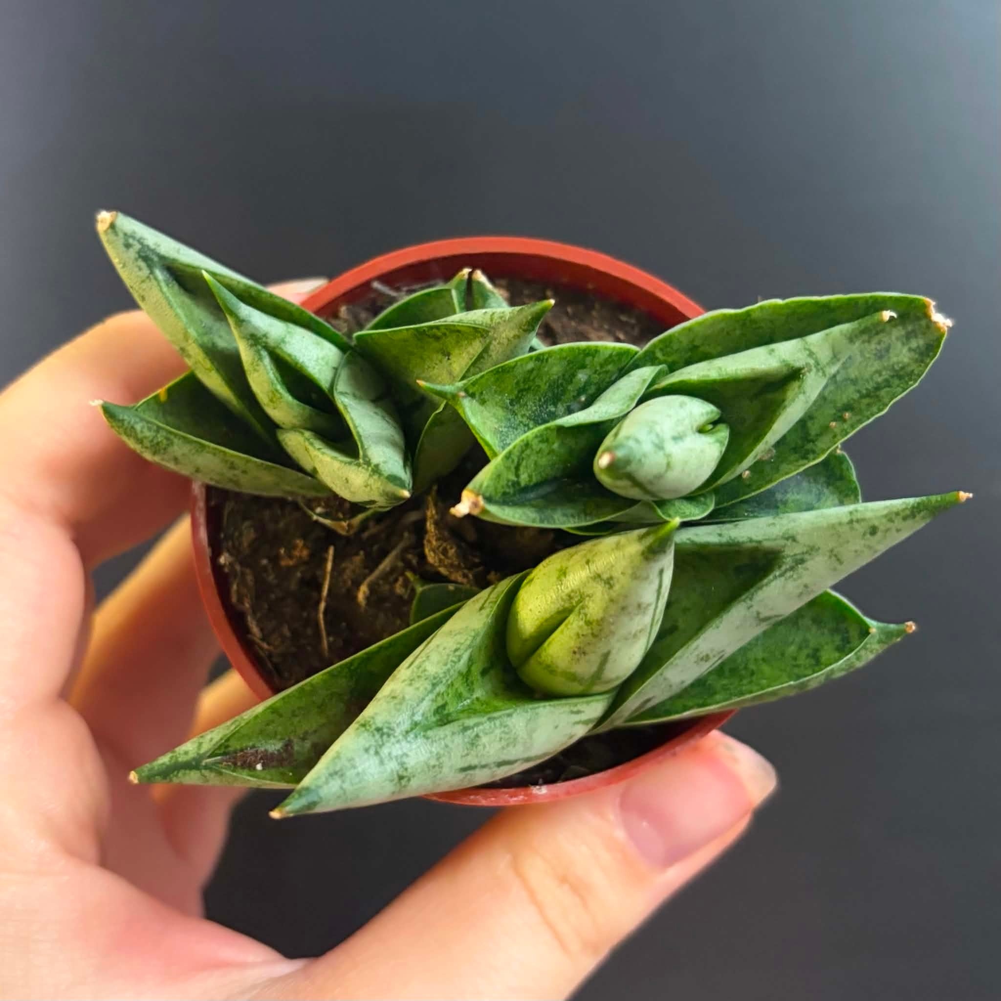 Magazoo Sansevieria Cylindrica 'Starfish' Plant | Snake Plant