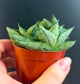 Magazoo Plante Sansevieria Cylindrica 'Starfish' | Snake Plant