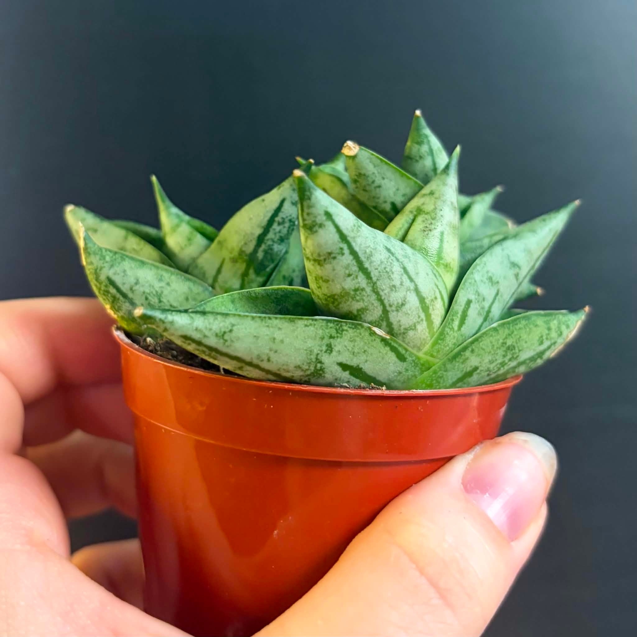 Magazoo Plante Sansevieria Cylindrica 'Starfish' | Snake Plant