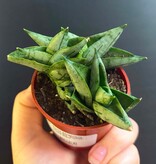 Magazoo Sansevieria Cylindrica 'Starfish' Plant | Snake Plant