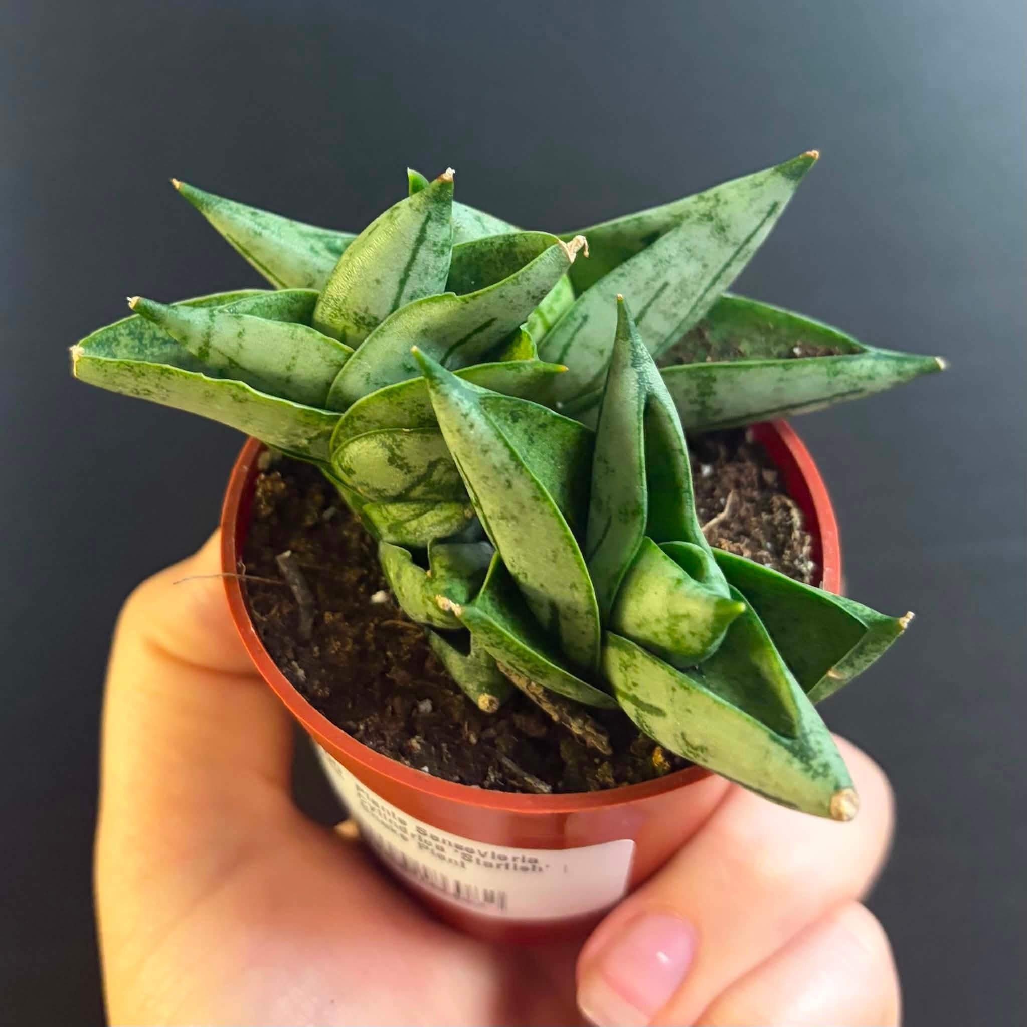 Magazoo Sansevieria Cylindrica 'Starfish' Plant | Snake Plant