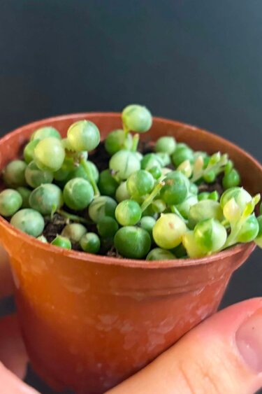 Magazoo Plante Senecio Rowleyanus Variegata | String of Pearls variegated 6cm