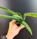 Magazoo Plante Aloe Vera 'Barbadensis' /Aloes 6.5cm