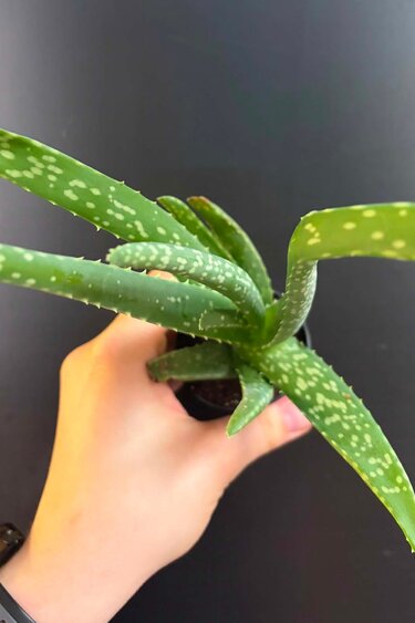 Magazoo Plante Aloe Vera 'Barbadensis' /Aloes 6.5cm