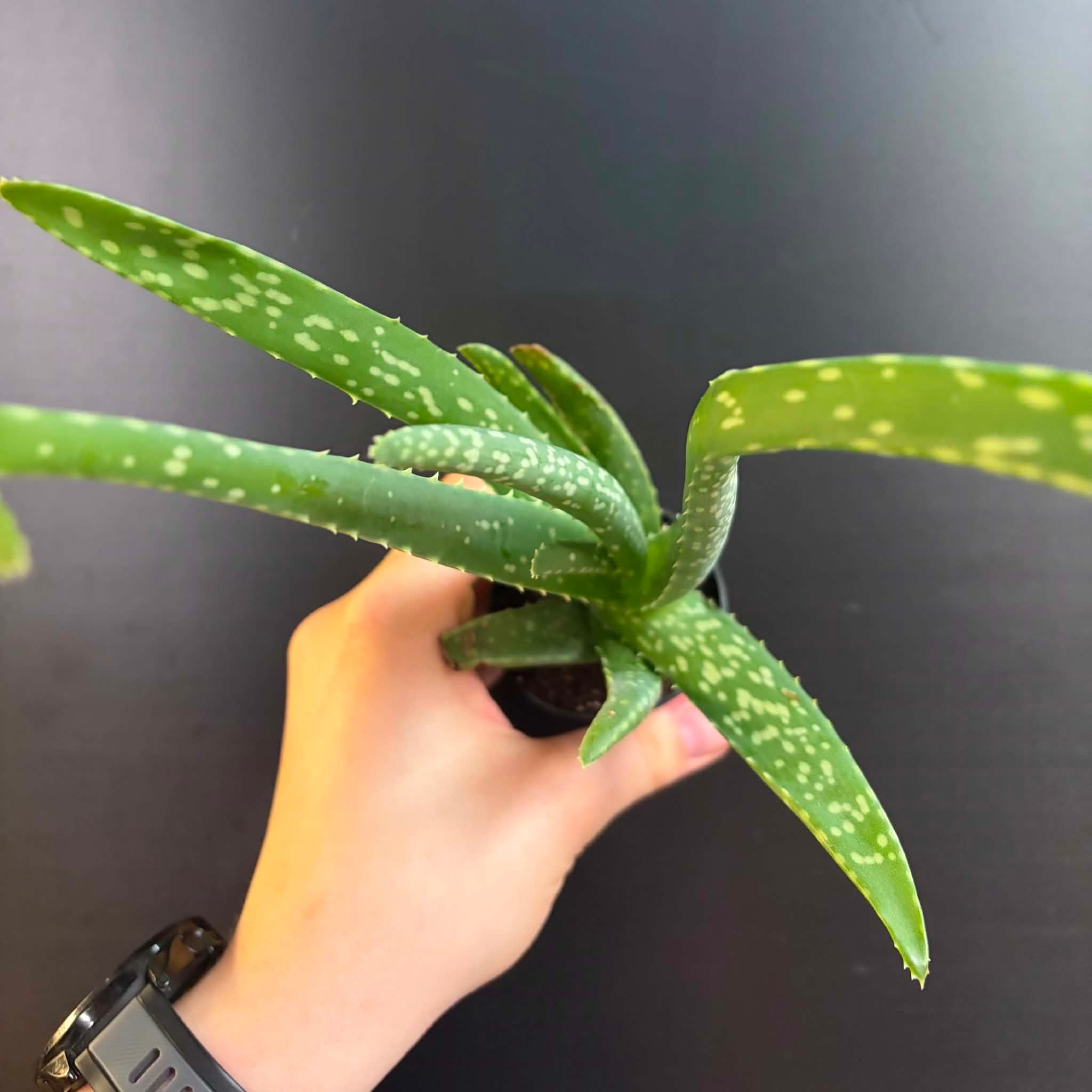 Magazoo Plante Aloe Vera 'Barbadensis' /Aloes 6.5cm