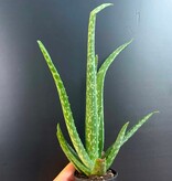 Magazoo Aloe Vera 'Barbadensis' /Aloes 6.5cm