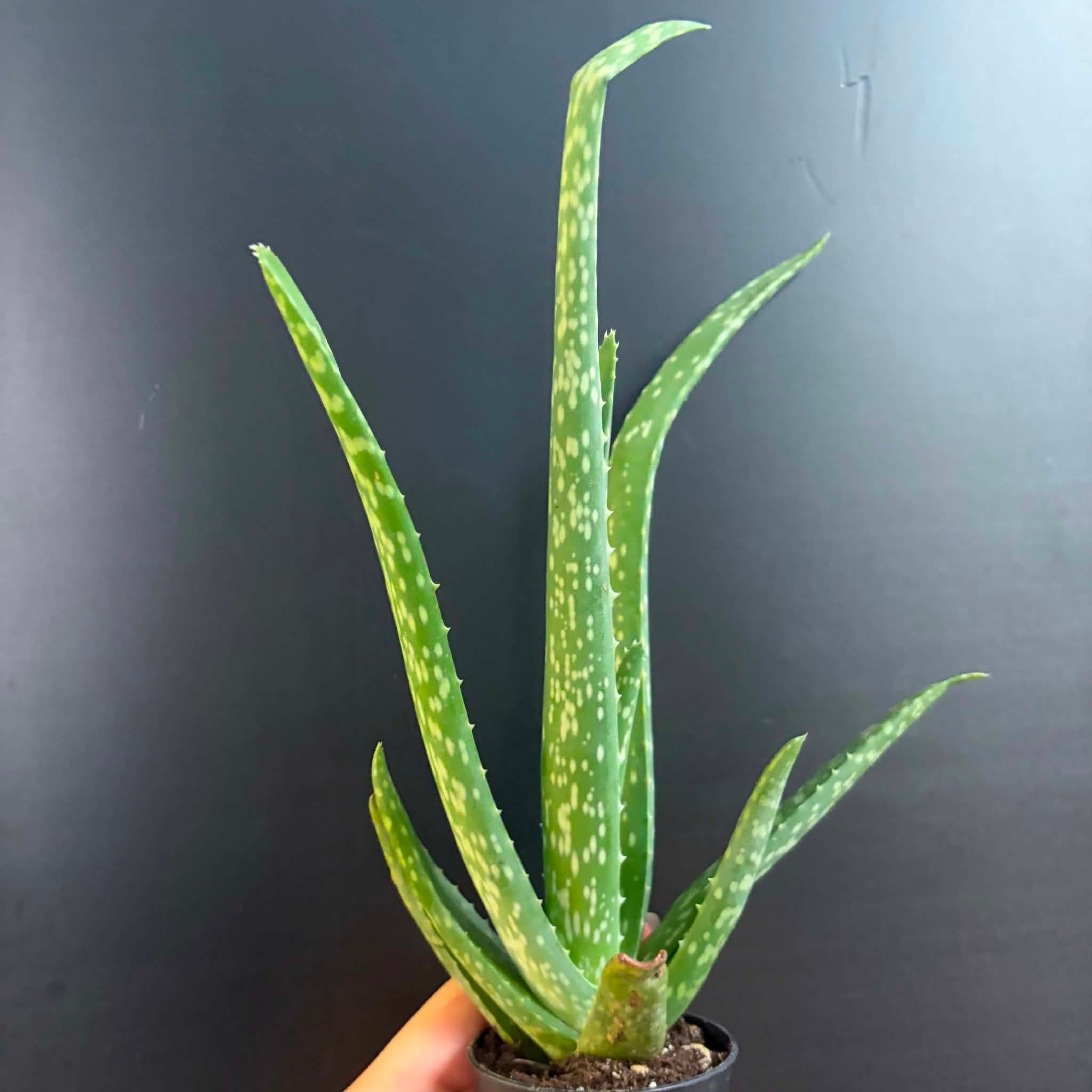 Magazoo Aloe Vera 'Barbadensis' /Aloes 6.5cm