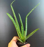 Magazoo Plante Aloe Vera 'Barbadensis' /Aloes 6.5cm