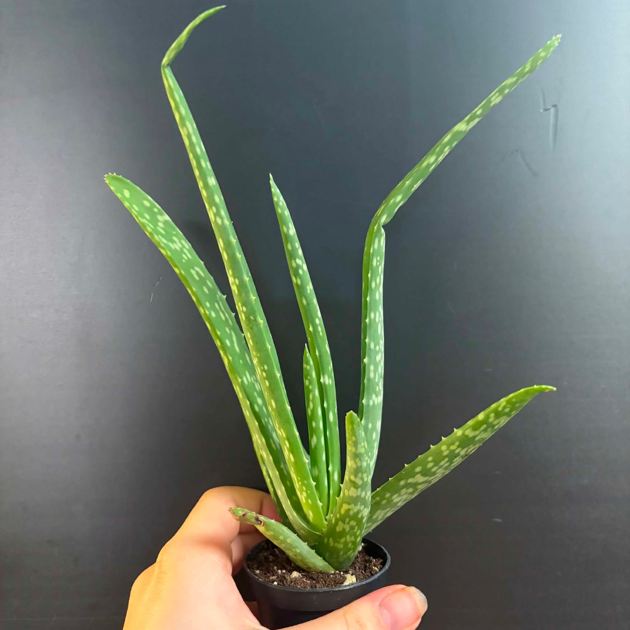Magazoo Plante Aloe Vera 'Barbadensis' /Aloes 6.5cm