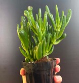 Magazoo Plante Crassula Ovata 'Gollum' 10cm