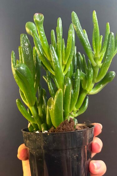 Magazoo Plante Crassula Ovata 'Gollum' 10cm