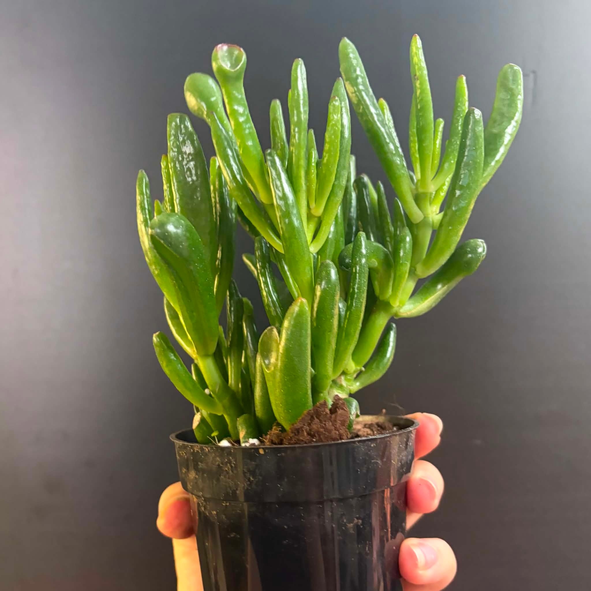 Magazoo Crassula Ovata 'Gollum' Plant 10cm