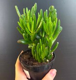 Magazoo Plante Crassula Ovata 'Gollum' 10cm