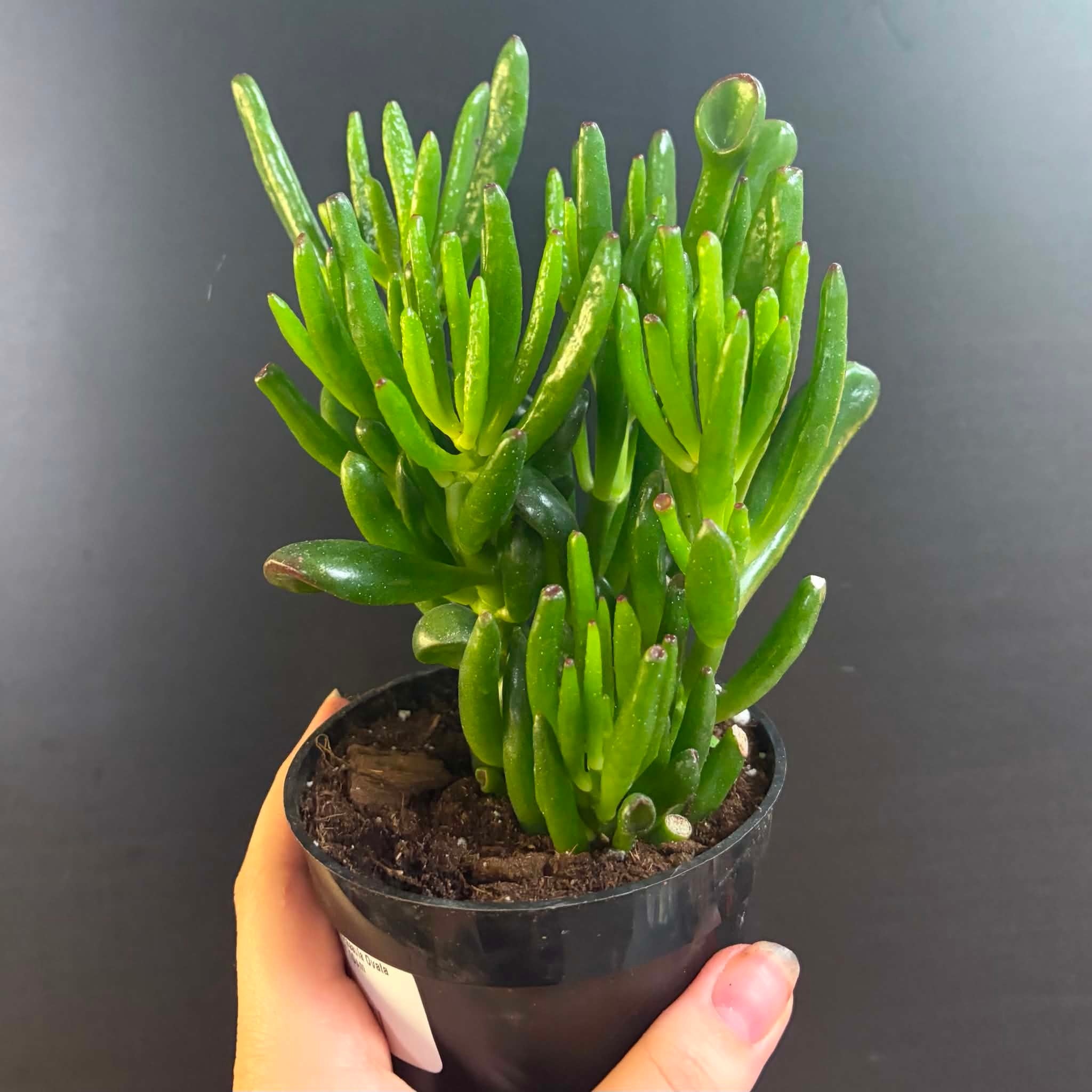 Magazoo Plante Crassula Ovata 'Gollum' 10cm
