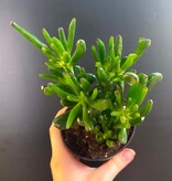 Magazoo Crassula Ovata 'Gollum' Plant 10cm