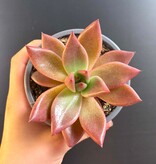 Magazoo Plante Echeveria Agavoides 'Romeo' 9cm
