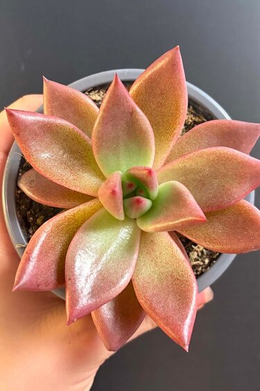 Magazoo Plante Echeveria Agavoides 'Romeo' 9cm