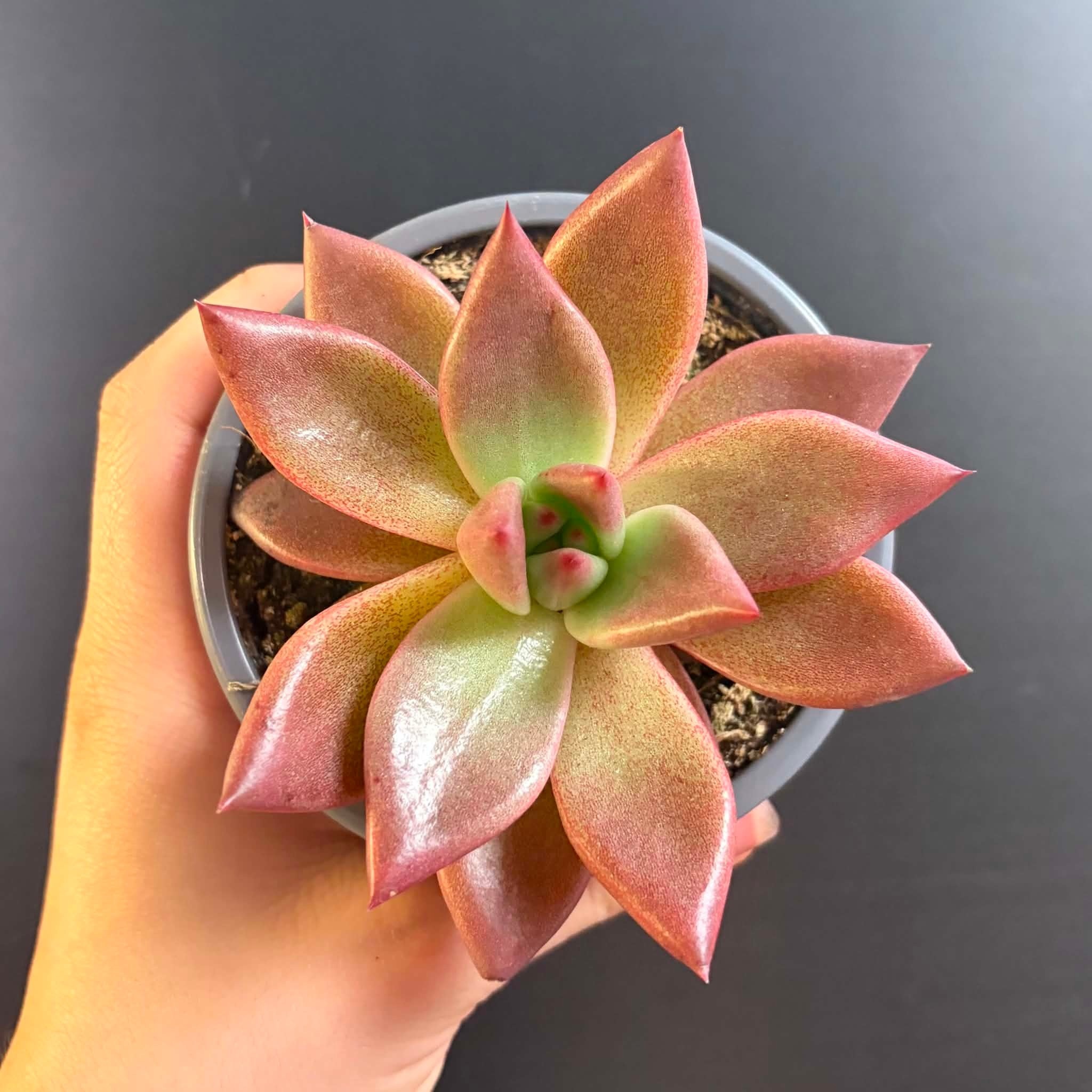 Magazoo Echeveria Agavoides 'Romeo' Plant 9cm