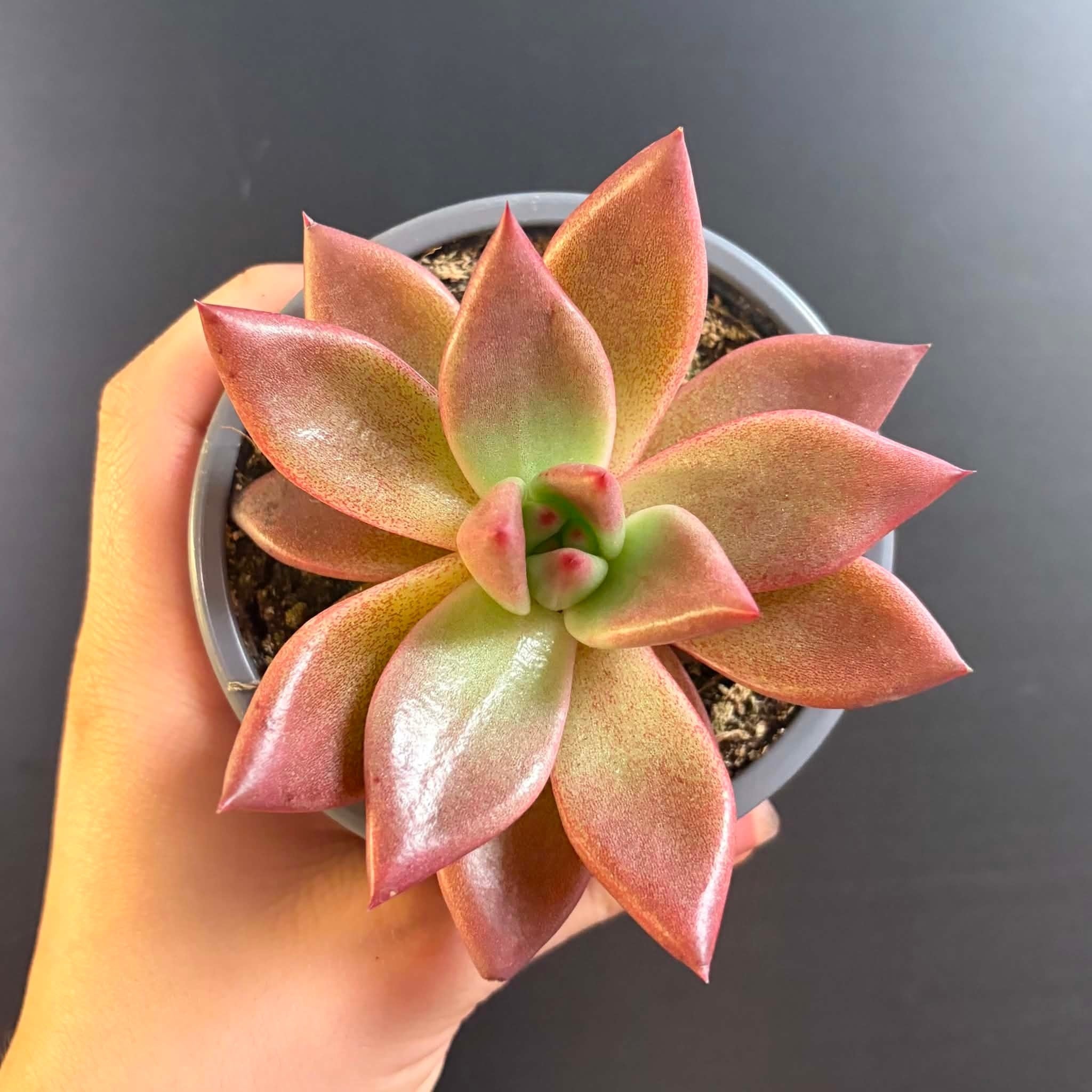 Magazoo Plante Echeveria Agavoides 'Romeo' 9cm
