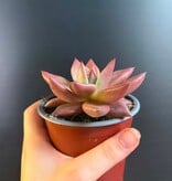Magazoo Plante Echeveria Agavoides 'Romeo' 9cm