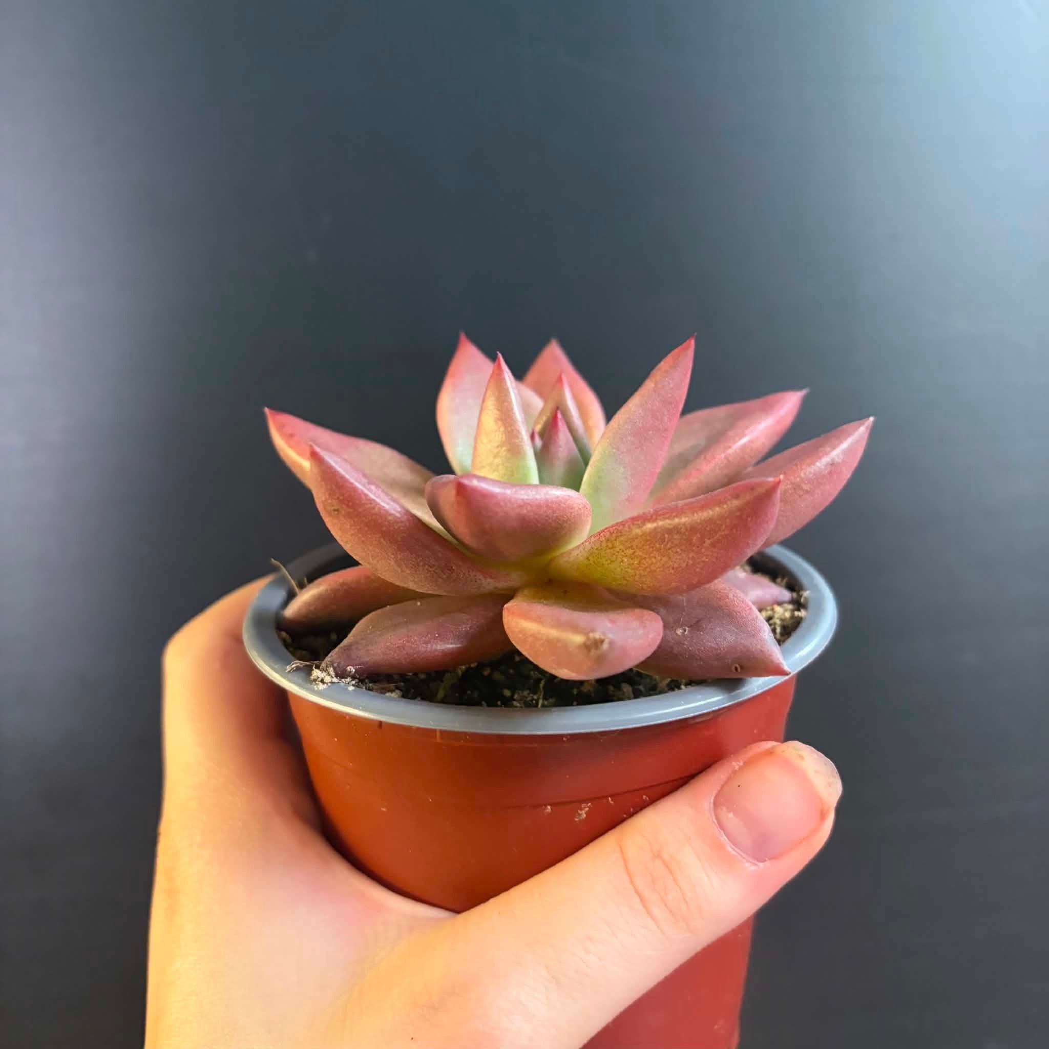 Magazoo Plante Echeveria Agavoides 'Romeo' 9cm