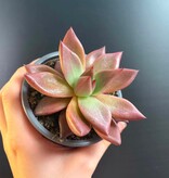 Magazoo Echeveria Agavoides 'Romeo' Plant 9cm