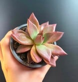 Magazoo Plante Echeveria Agavoides 'Romeo' 9cm