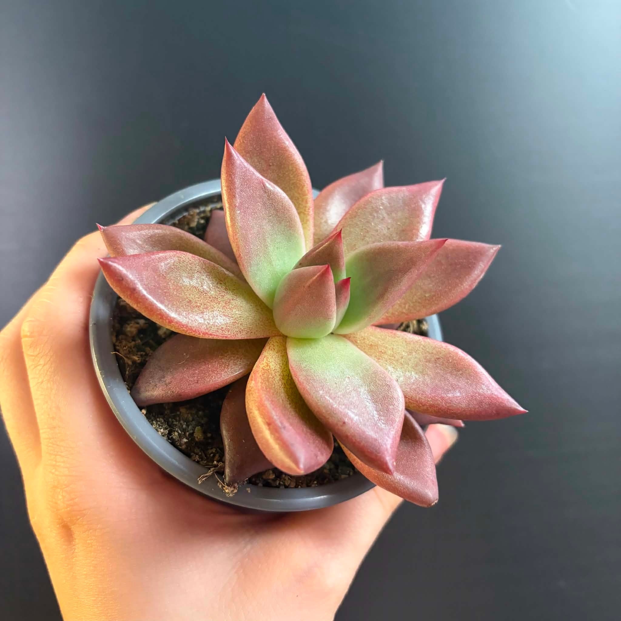 Magazoo Plante Echeveria Agavoides 'Romeo' 9cm